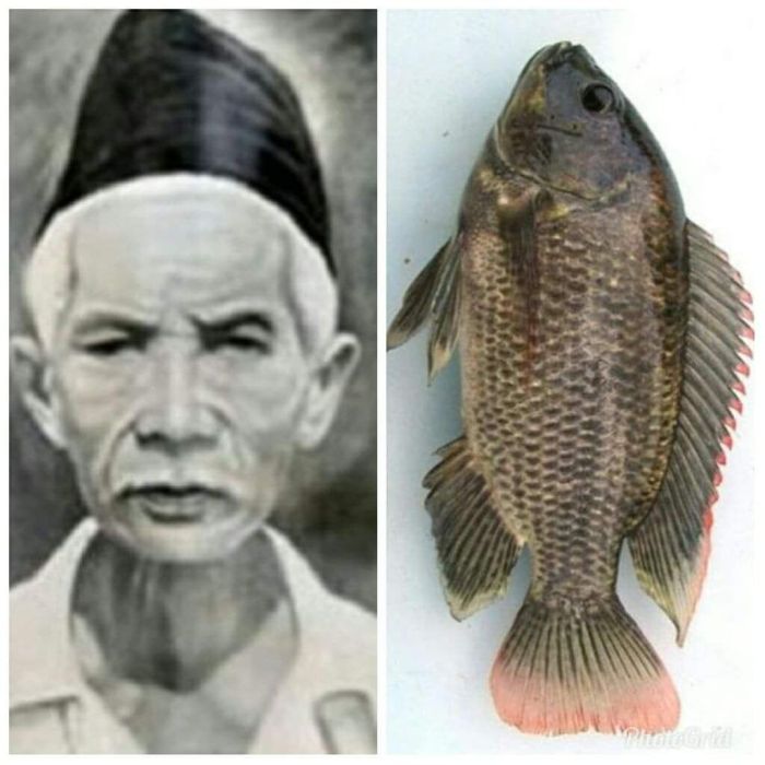 Biografi mujair penemu ikan mujair